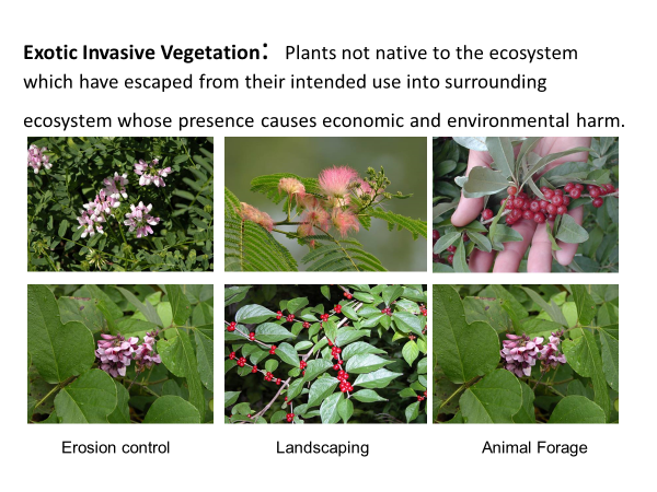 Invasive Species – National Environmental Research Parks