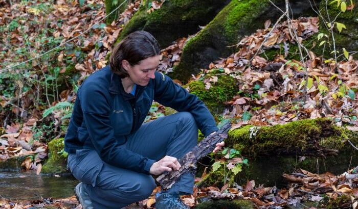 A scientist observes some woody material in a creek bed